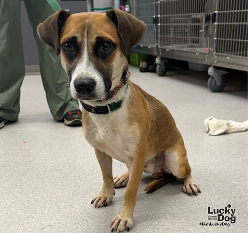 Roper, a dog for adoption from Lucky Dog Animal Rescue