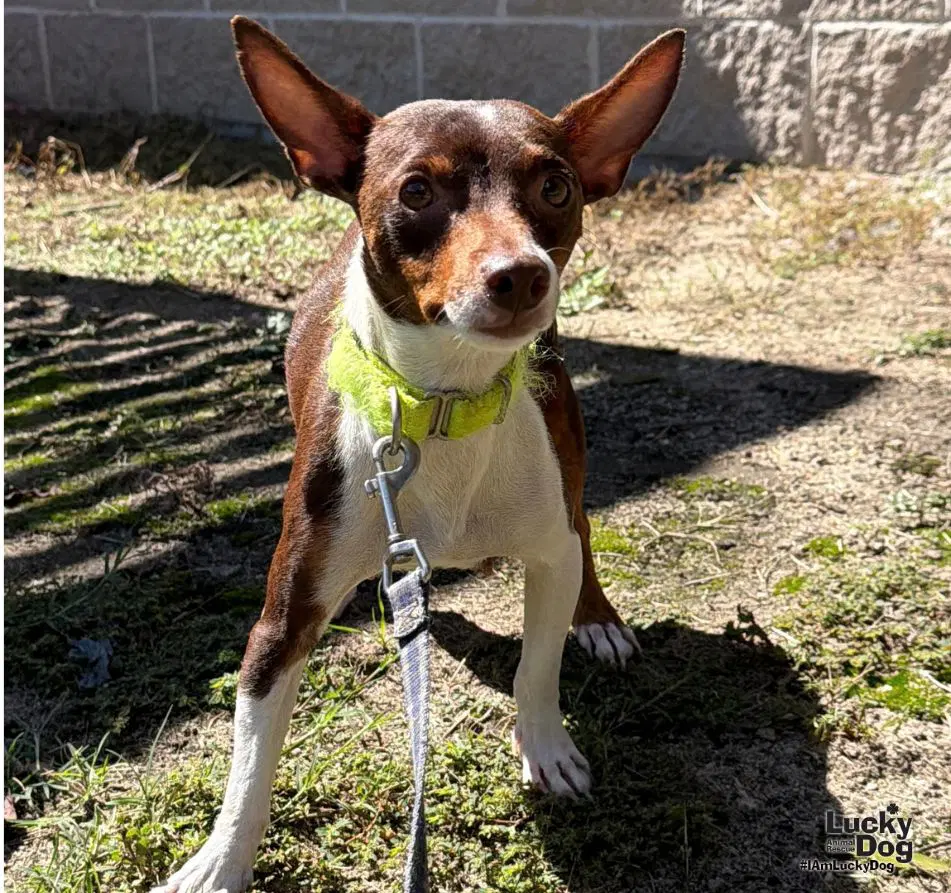 Josie - Chihuahua