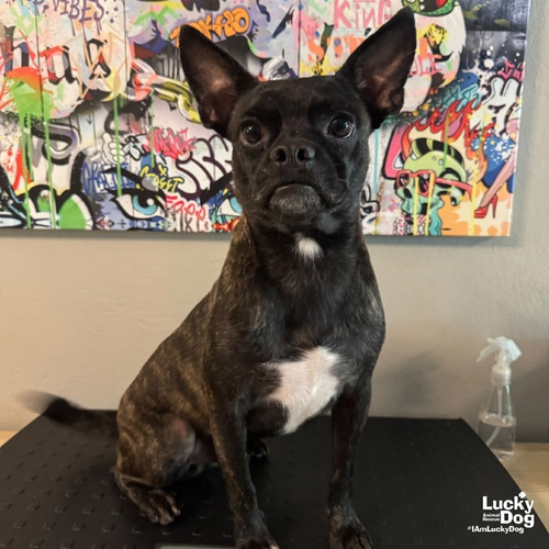 Manolo, a dog for adoption from Lucky Dog Animal Rescue