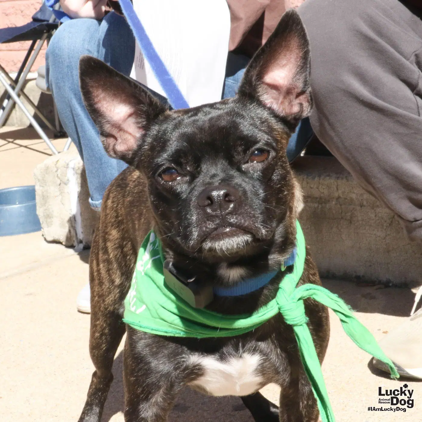 Manolo - Boston Terrier