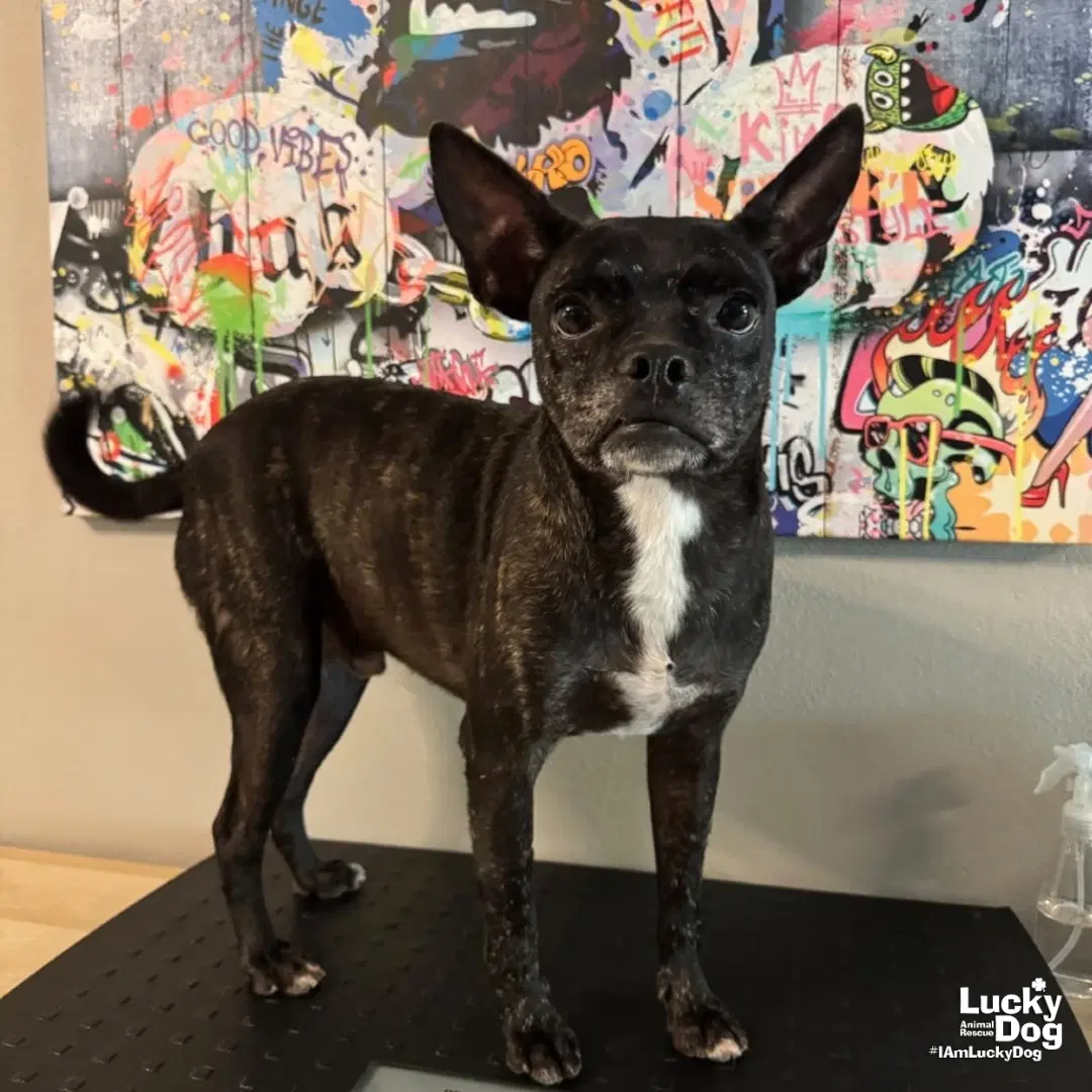 Marco - Boston Terrier