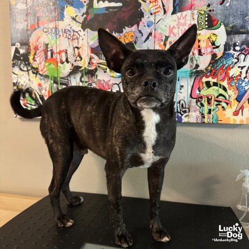Marco, a dog for adoption from Lucky Dog Animal Rescue