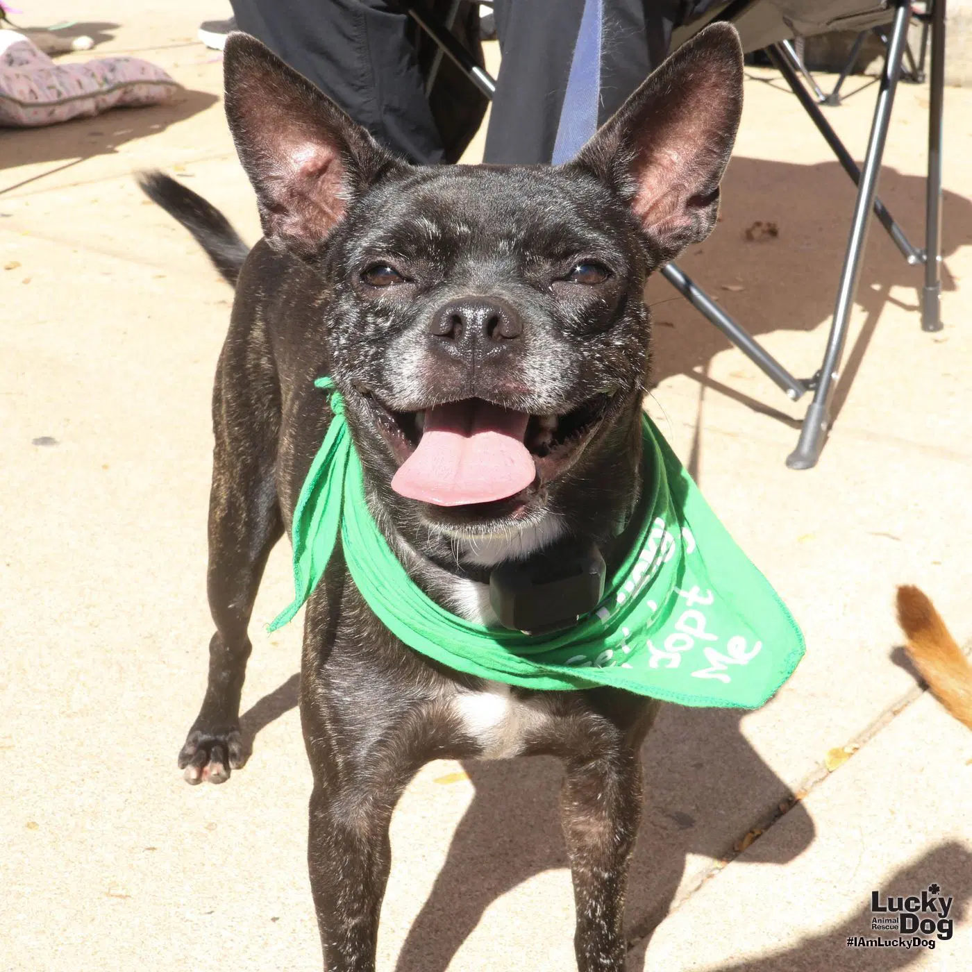 Marco - Boston Terrier