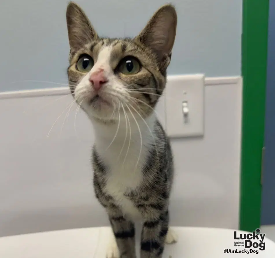 Elena - Domestic Short Hair