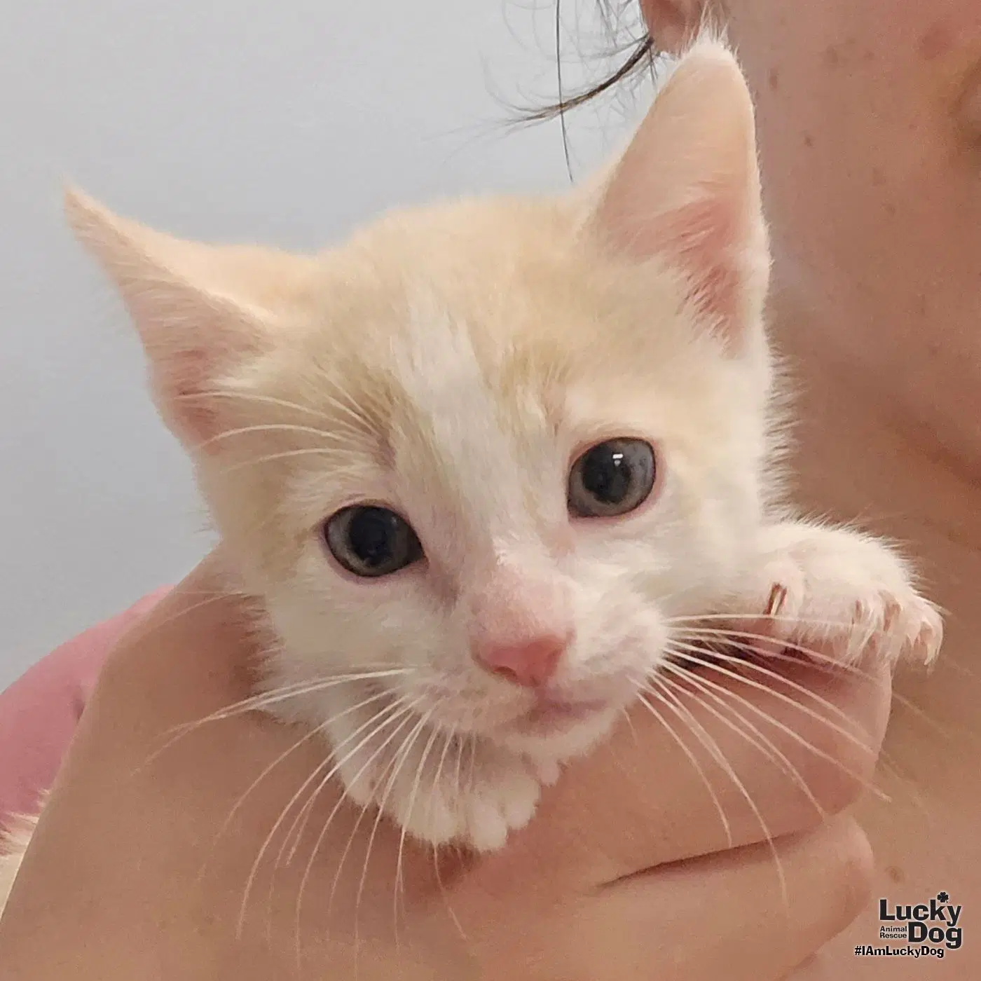 Kendall - Domestic Short Hair