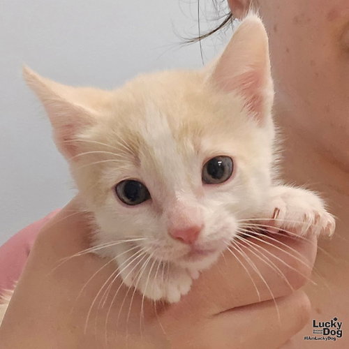 Kendall, a cat for adoption from Lucky Dog Animal Rescue