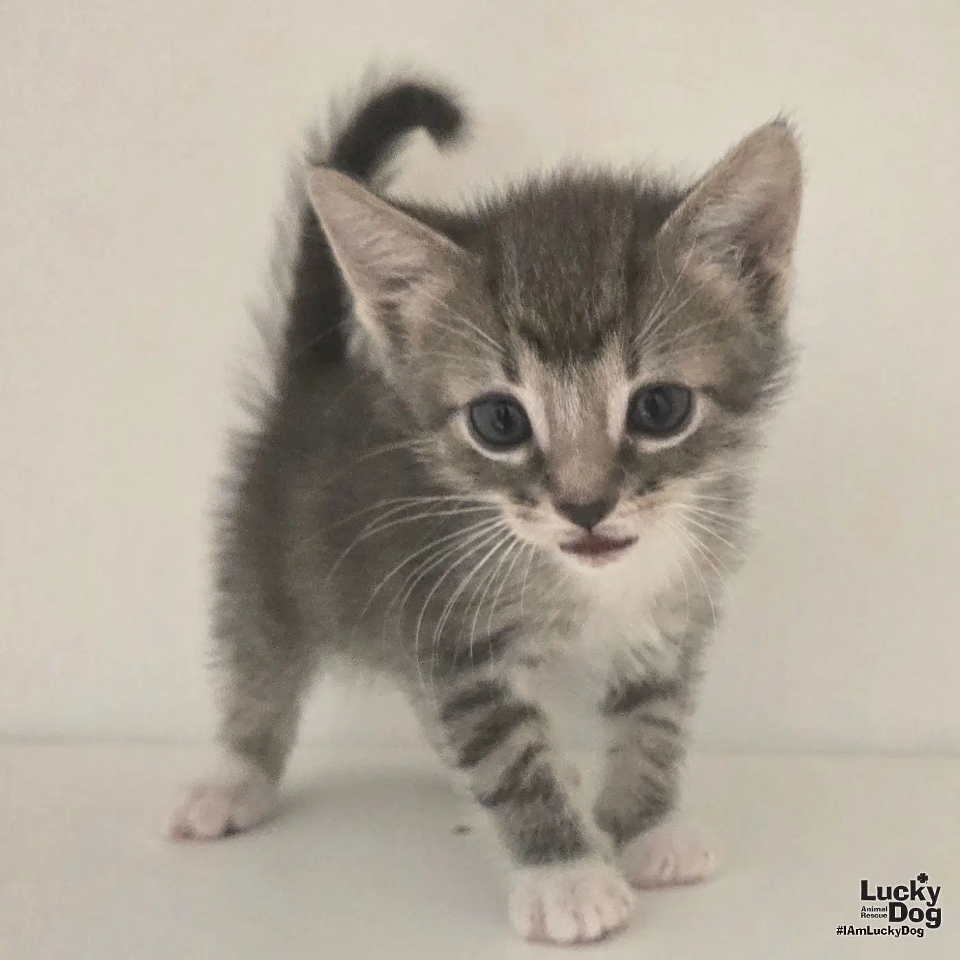 Kermit - Domestic Short Hair