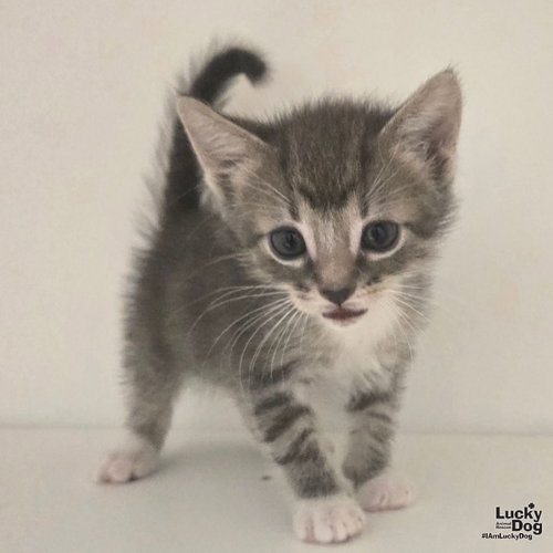 Kermit, a cat for adoption from Lucky Dog Animal Rescue