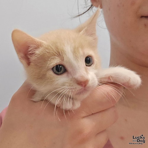 Kona, a cat for adoption from Lucky Dog Animal Rescue