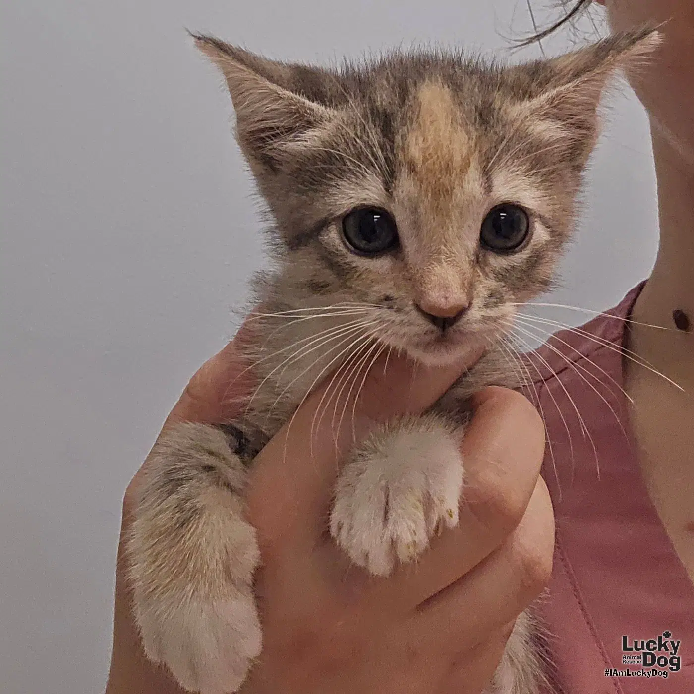 Kay - Domestic Short Hair