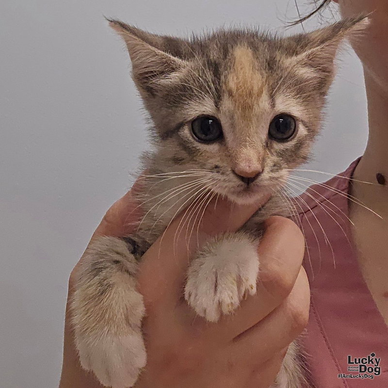 Kay, a female kitten up for adoption