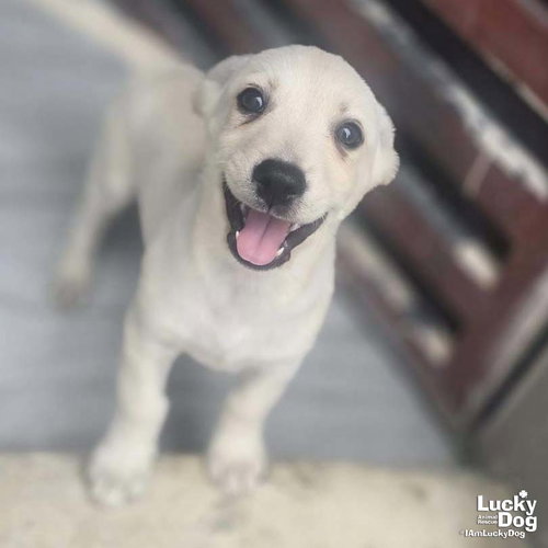 Atlan, a dog for adoption from Lucky Dog Animal Rescue