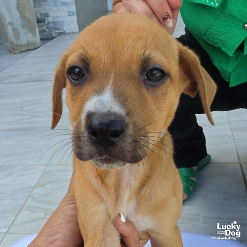 Asher, a dog for adoption from Lucky Dog Animal Rescue