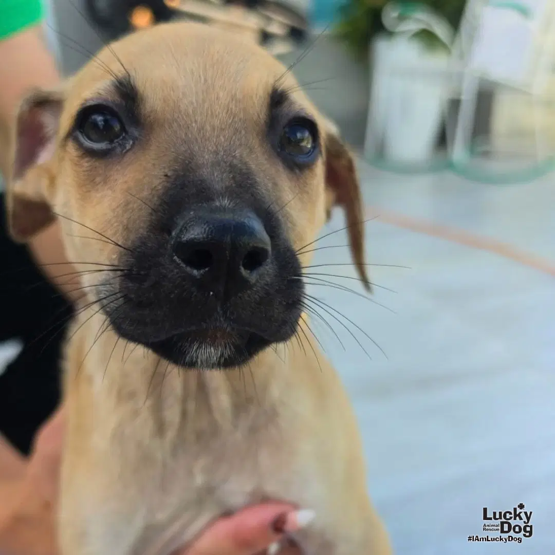 Archie - Labrador Retriever