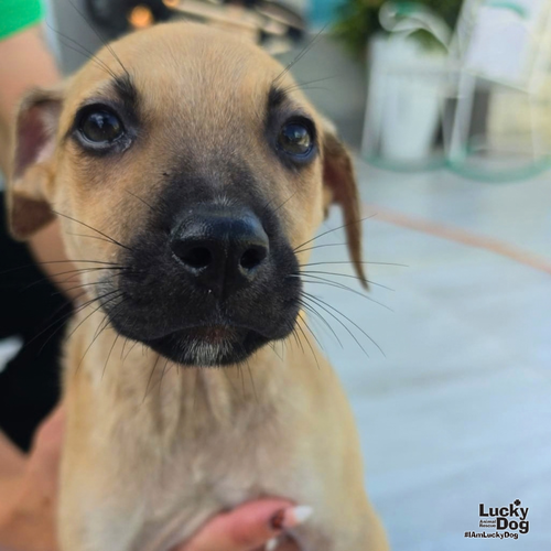 Archie, a dog for adoption from Lucky Dog Animal Rescue