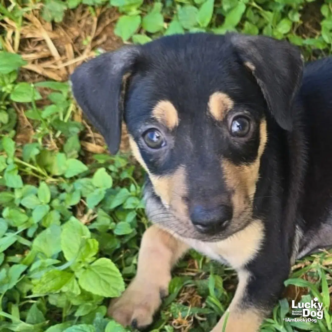 Apolo - Labrador Retriever
