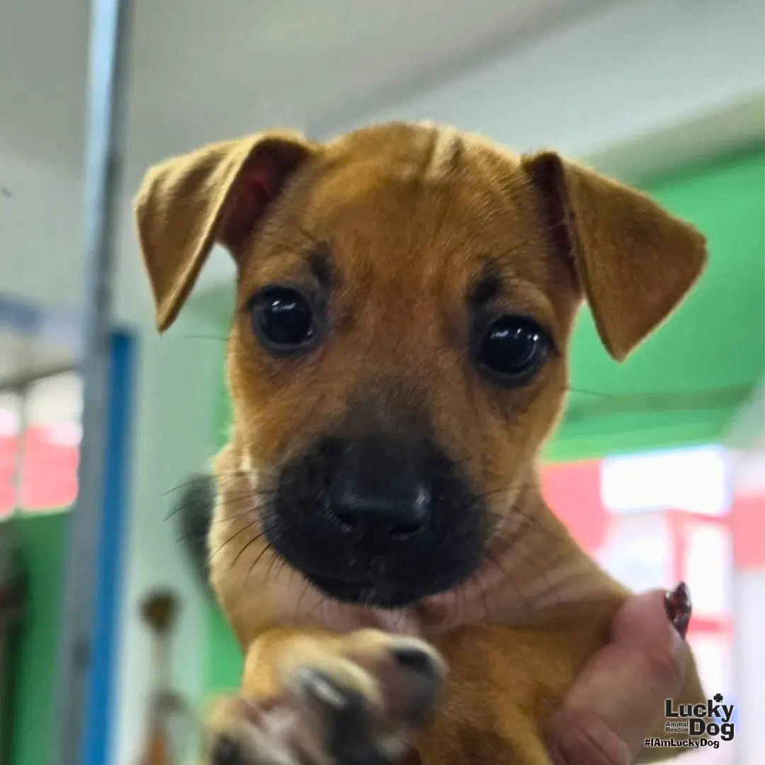Akira - Labrador Retriever