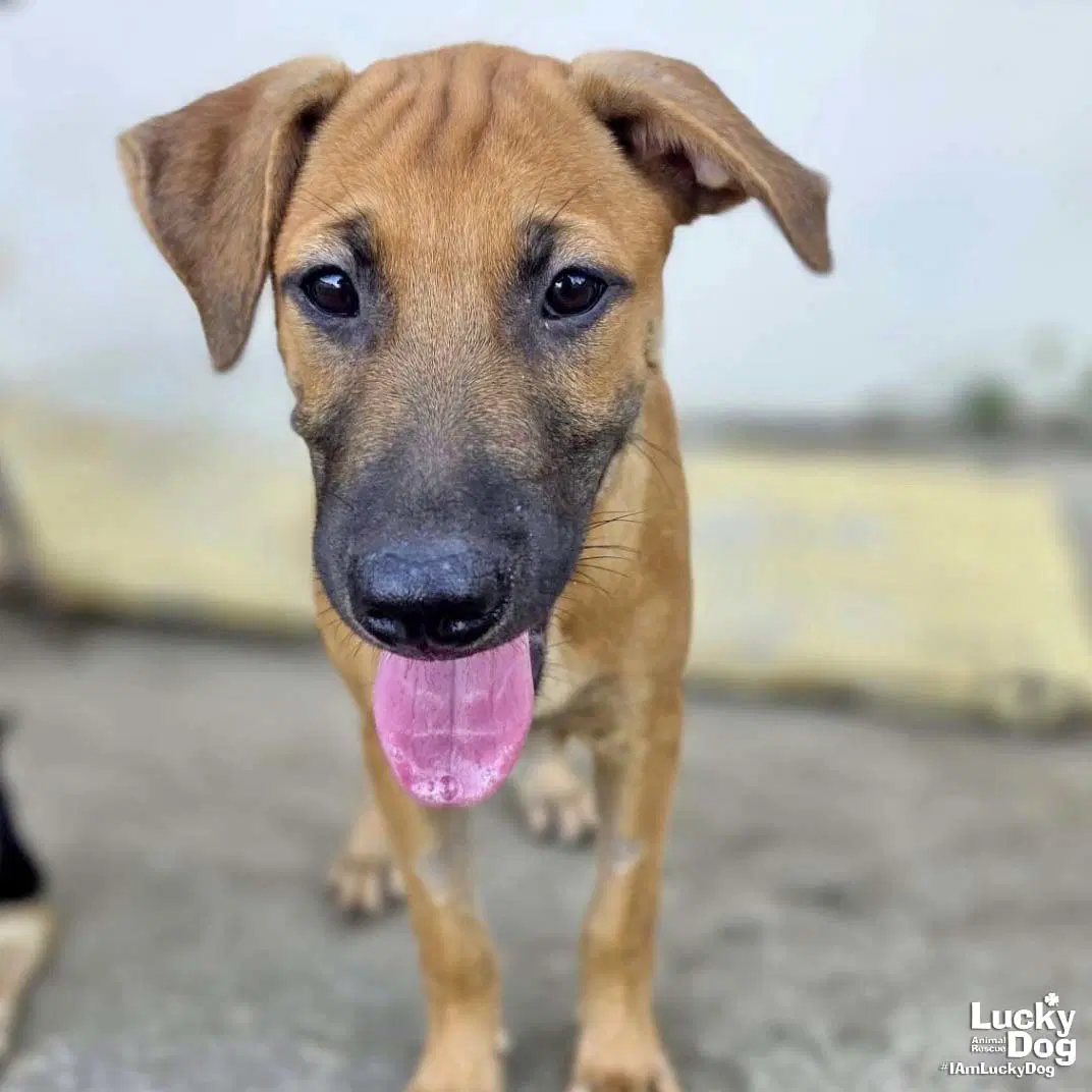 Rusty - Black Mouth Cur