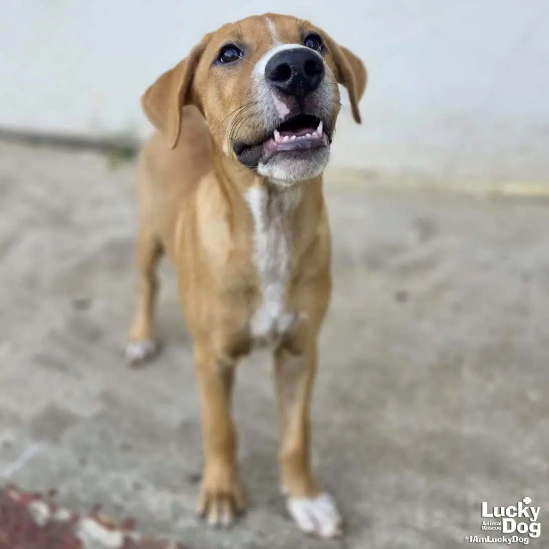 Rocco - Black Mouth Cur