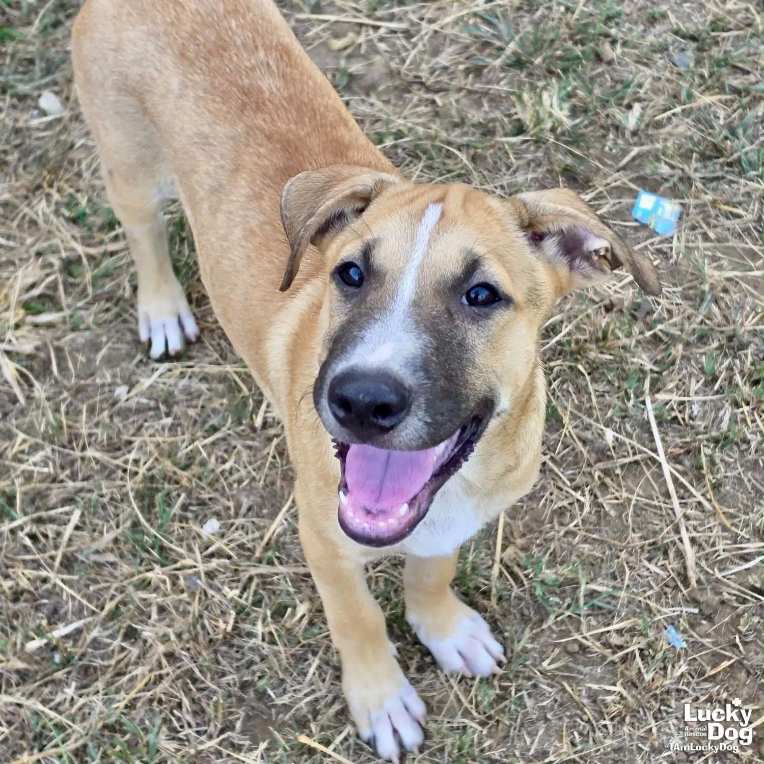 Ragne - Black Mouth Cur