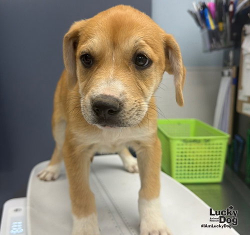 Muffin, a dog for adoption from Lucky Dog Animal Rescue
