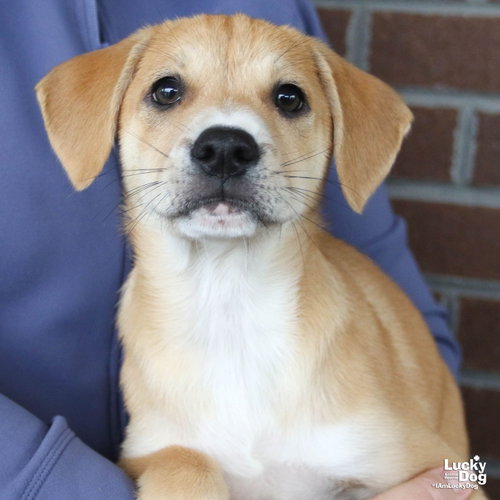 Muffin, a Shepherd / Hound / Mixed dog for adoption in Washington, DC, photo 1 of 4