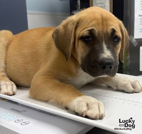 Mac, a dog for adoption from Lucky Dog Animal Rescue