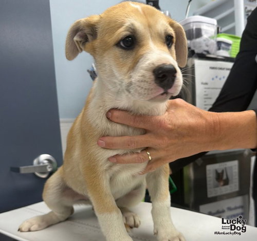 Mason, a dog for adoption from Lucky Dog Animal Rescue