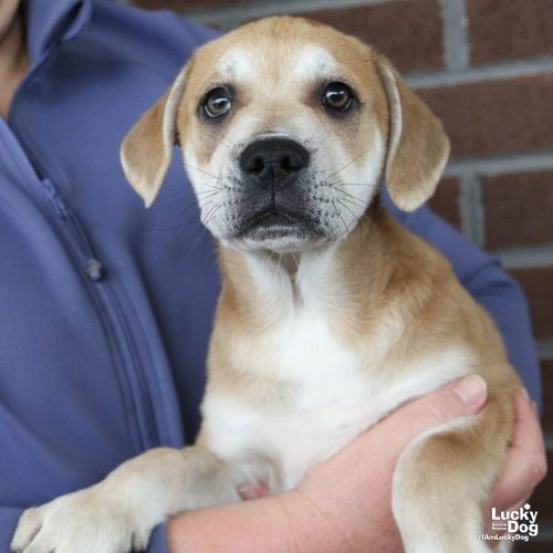 Murphy, a Shepherd / Hound / Mixed dog for adoption in Washington, DC, photo 1 of 4