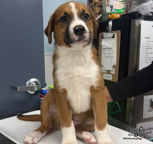 Myers, a dog for adoption from Lucky Dog Animal Rescue