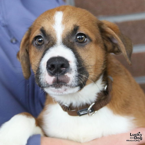 Myers, a Shepherd / Hound / Mixed dog for adoption in Washington, DC, photo 1 of 4