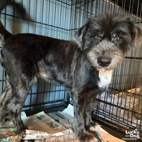 Fiona, a dog for adoption from Lucky Dog Animal Rescue