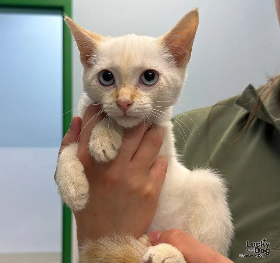 Sol - Domestic Short Hair