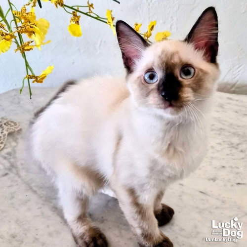 Richie, a cat for adoption from Lucky Dog Animal Rescue