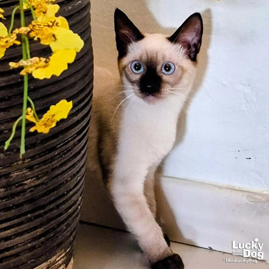 Ray Ray - Siamese