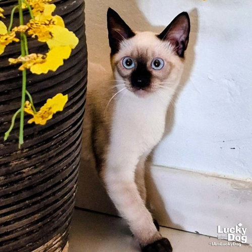 Ray Ray, a cat for adoption from Lucky Dog Animal Rescue