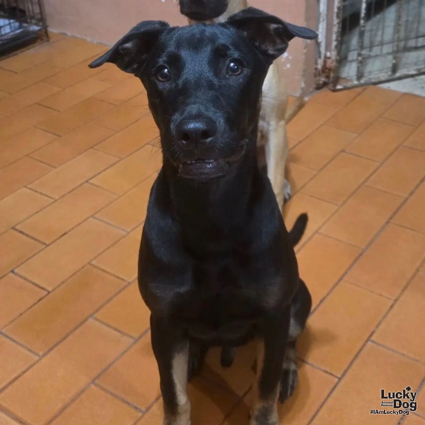 Blackie - Labrador Retriever