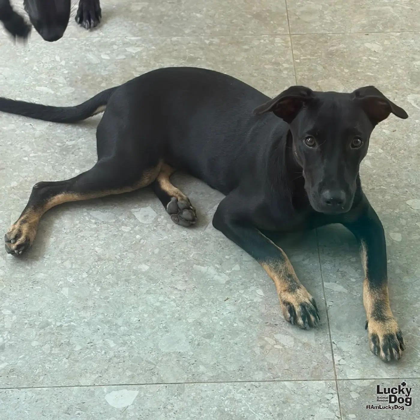 Blackie image 3