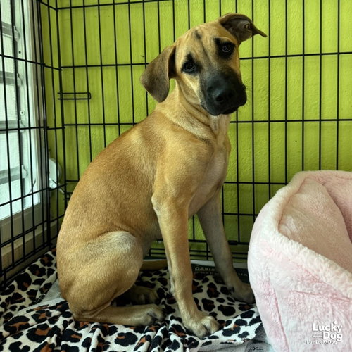 Mollie, a Labrador Retriever / Mixed dog for adoption in Washington, DC, photo 1 of 4