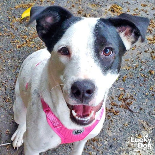 Danish, a Pointer / Labrador Retriever / Mixed dog for adoption in Washington, DC, photo 1 of 4