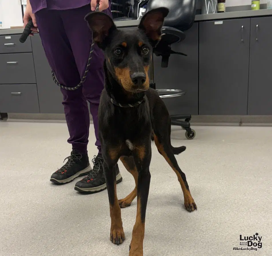 Lyn - Doberman Pinscher