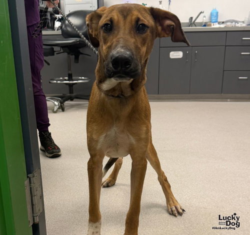 Tonks, a Hound / Labrador Retriever / Mixed (short coat) dog for adoption in Washington, DC, photo 1 of 3