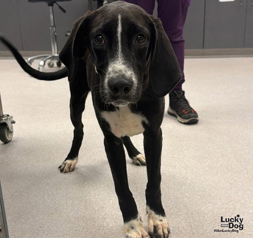 Mystery, a Hound / Labrador Retriever / Mixed (short coat) dog for adoption in Washington, DC, photo 1 of 3