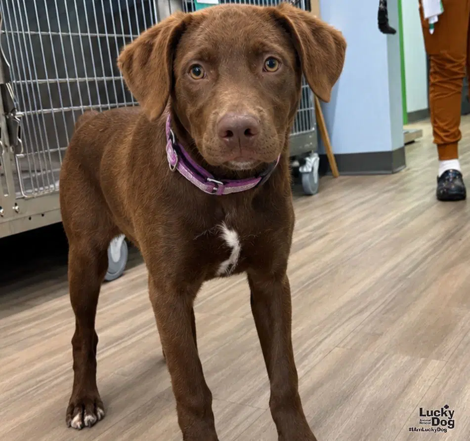 Cheech - Labrador Retriever