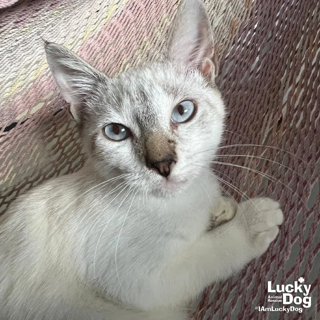 Alex - Domestic Short Hair