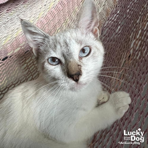 Alex, a Domestic Short Hair / Mixed (short coat) cat for adoption in Washington, DC, photo 1 of 2