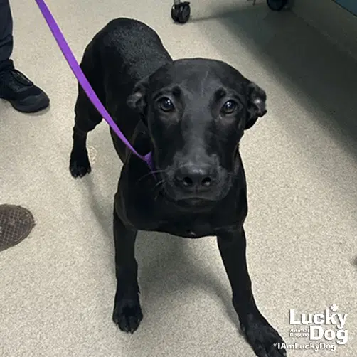 Arthur - Labrador Retriever