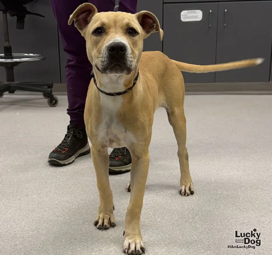 Wiggles - Labrador Retriever
