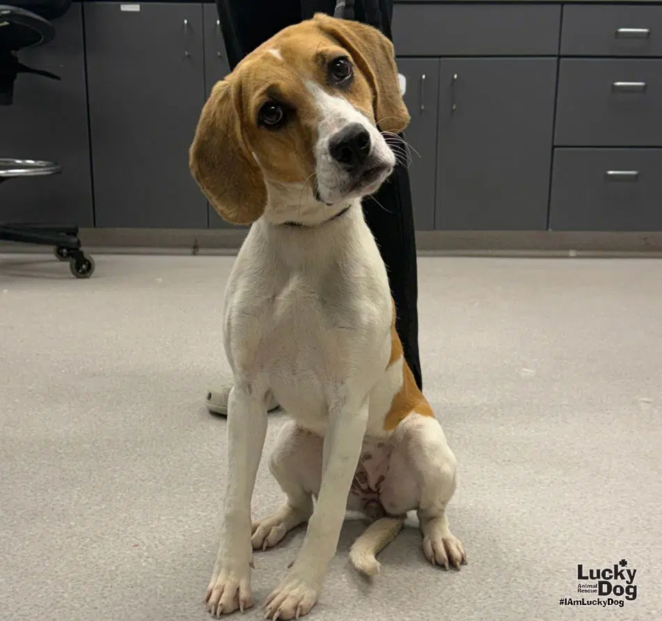 Sasha - Hound/Beagle