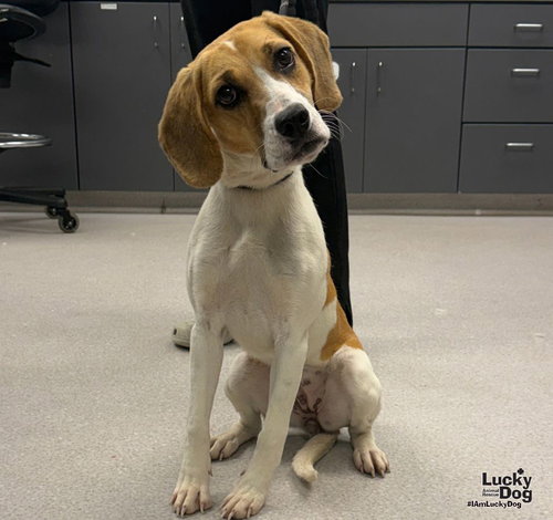 Sasha, a Hound / Beagle / Mixed (medium coat) dog for adoption in Washington, DC, photo 1 of 3